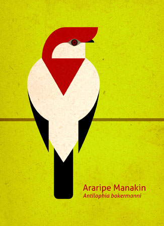 Scott Partridge - Illustration - Araripe Manakin