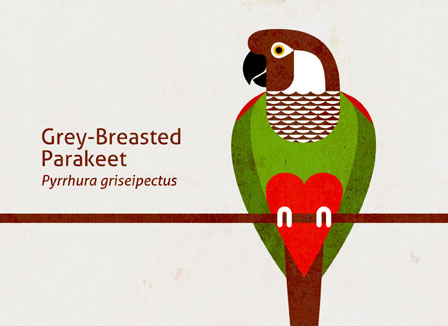 Scott Partridge - Illustration - Grey-breasted Parakeet