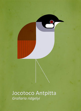 Scott Partridge - Illustration - Jocotoco Antpitta 