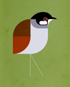 Scott Partridge - Illustration - Birdsong Project