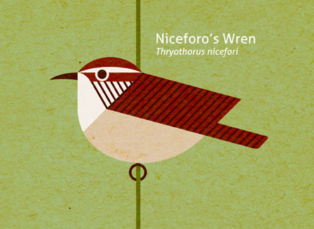 Scott Partridge - Illustration - Niceforos Wren