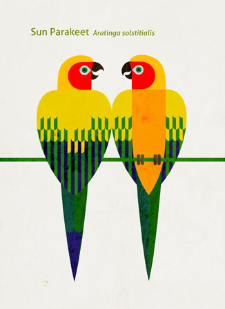 Scott Partridge - Illustration - Sun Parakeet