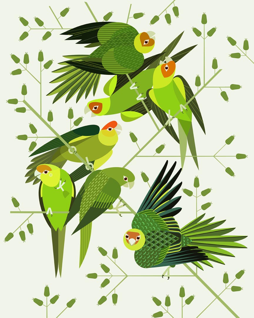 Scott Partridge - illustration - carolina parakeets