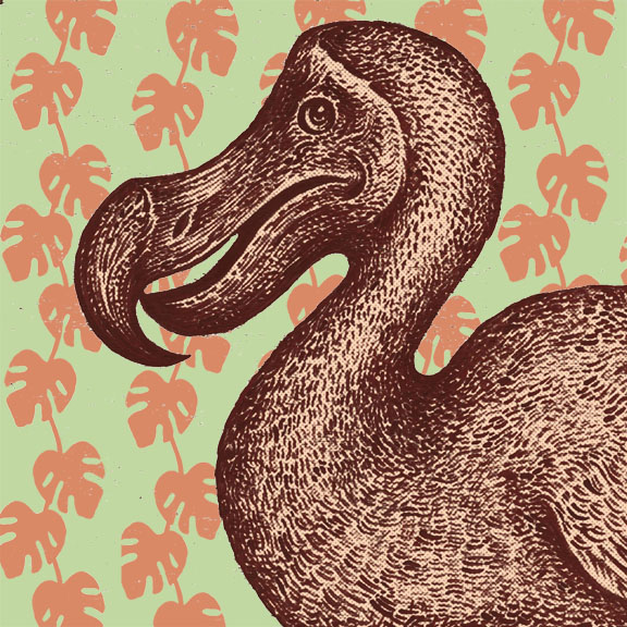 Scott Partridge - illustration - dodo