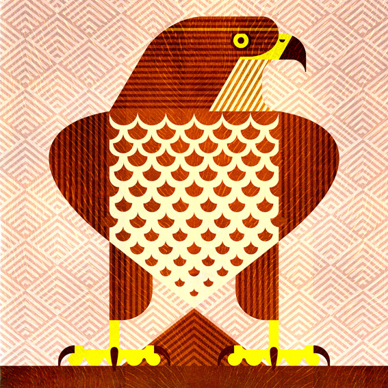scott partridge - bird illustrations - terra maris - common buzzard