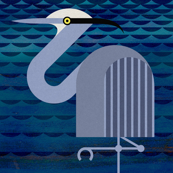 scott partridge - bird illustrations - terra maris - gray heron