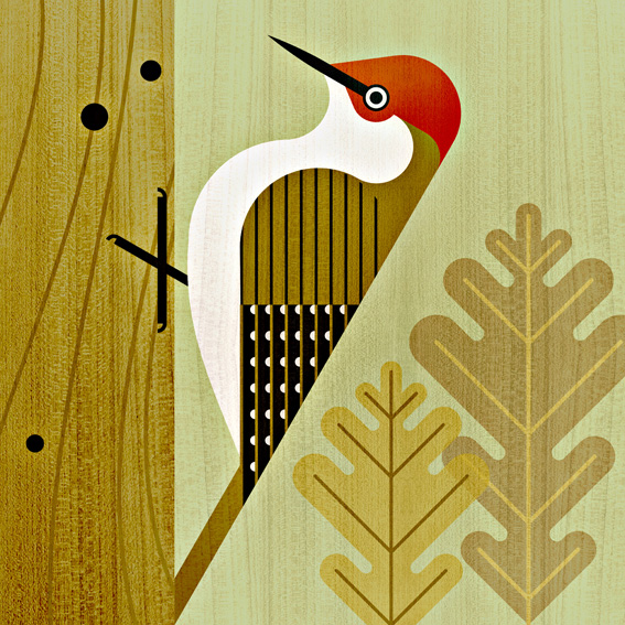 scott partridge - bird illustrations - terra maris - green woodpecker