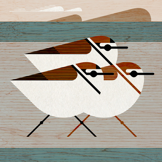 scott partridge - bird illustrations - terra maris - kentish plover