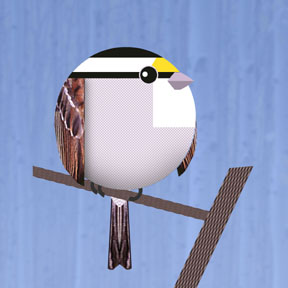 sparrow