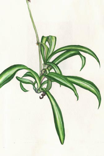 SPIDER PLANT Chlorophytum