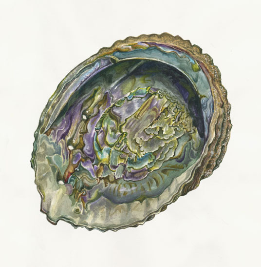 PINK ABALONE Haliotis currogata