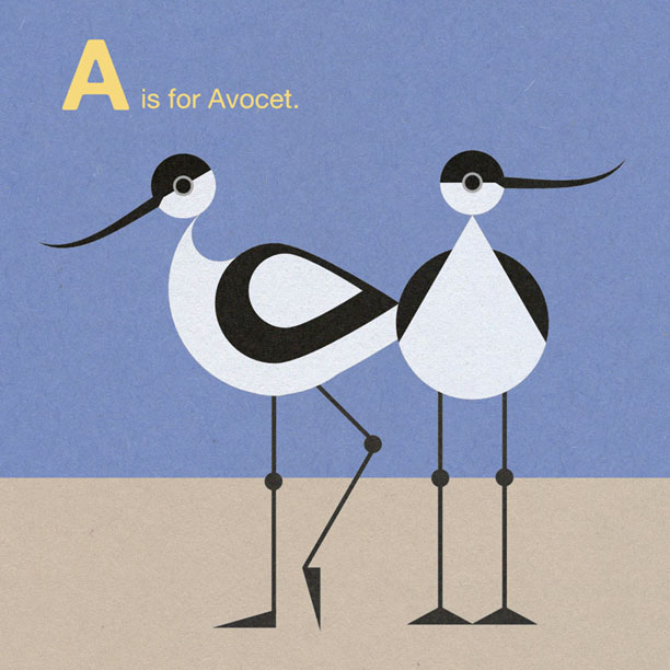 Scott Partridge - Illustration - A is for Avocet