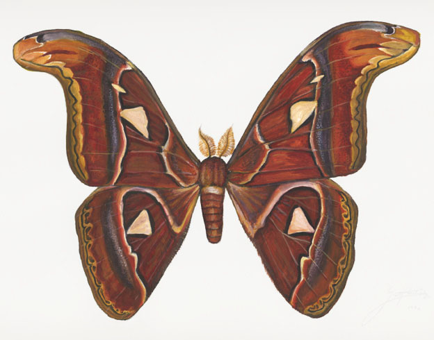 ATLAS MOTH Atticus atlas