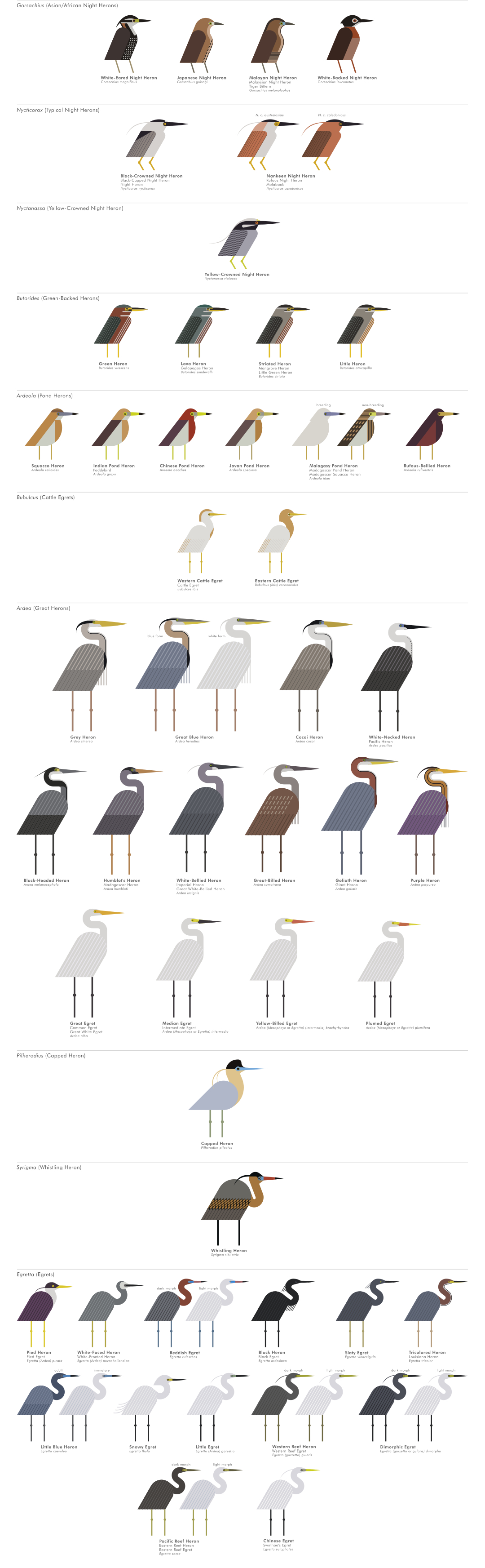 scott partridge - ave - avian vector encyclopedia - herons ardeidae Pelecaniformes - Pelecaniformes - vector bird art