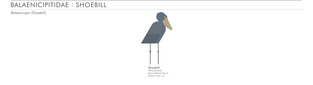 scott partridge - ave - avian vector encyclopedia - shoebill - Balaenicipitidae - Pelecaniformes - vector bird art