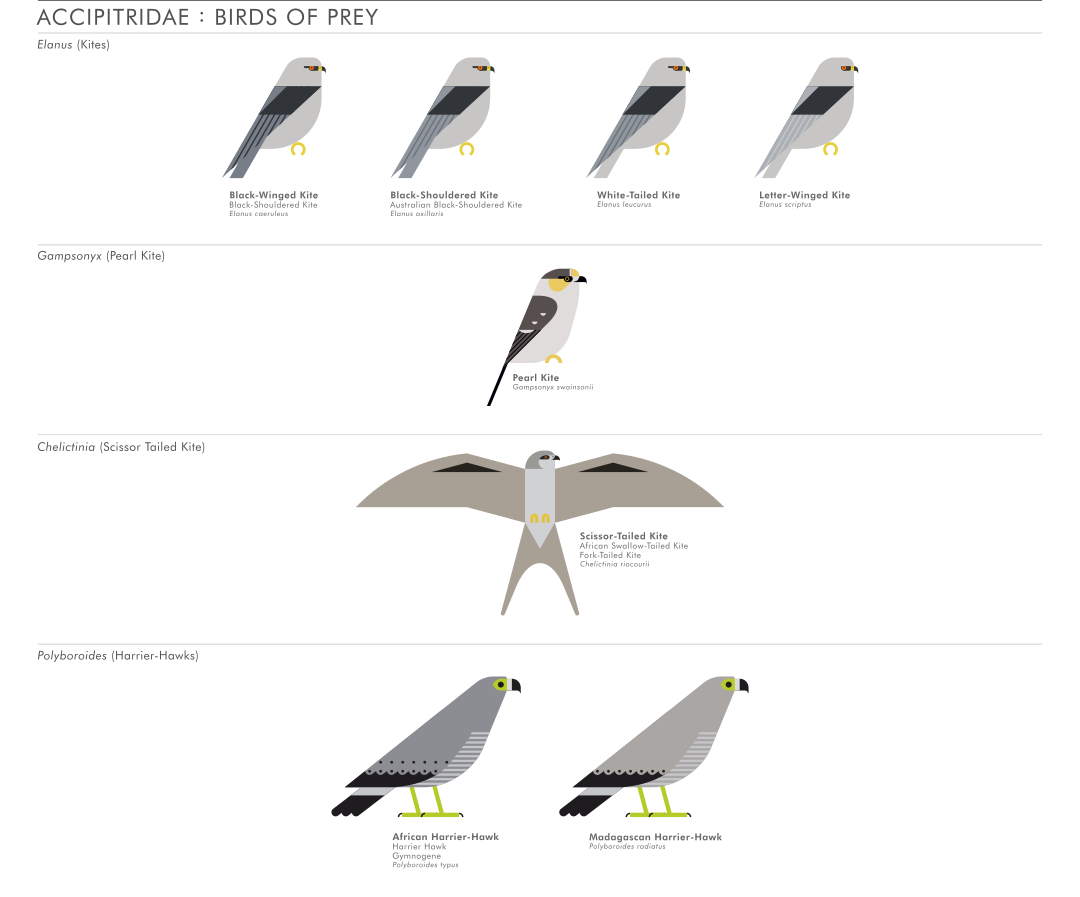 scott partridge - ave - avian vector encyclopedia - accipitriformes - bird vector art