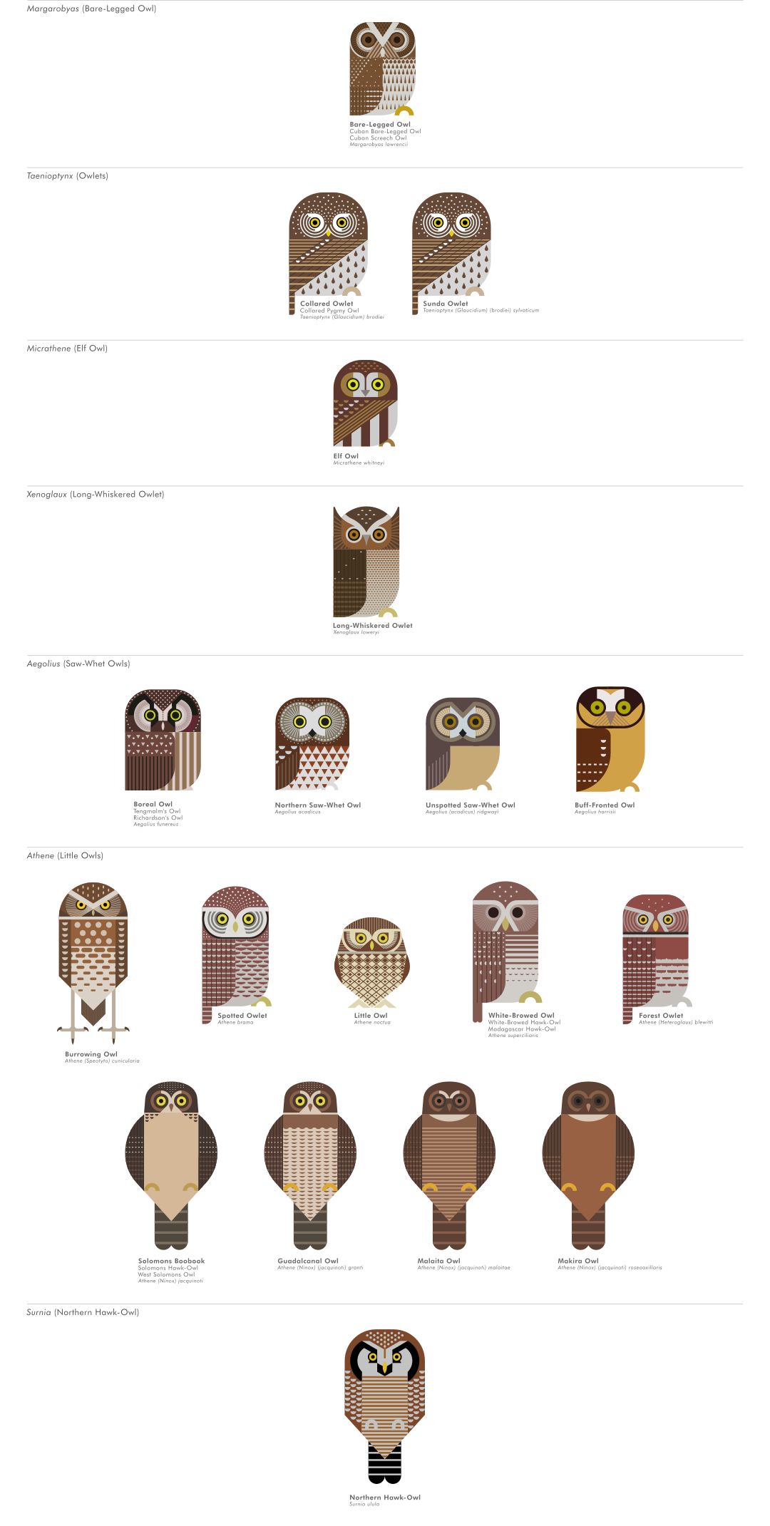 scott partridge - ave - avian vector encyclopedia - owls strigidae strigiformes