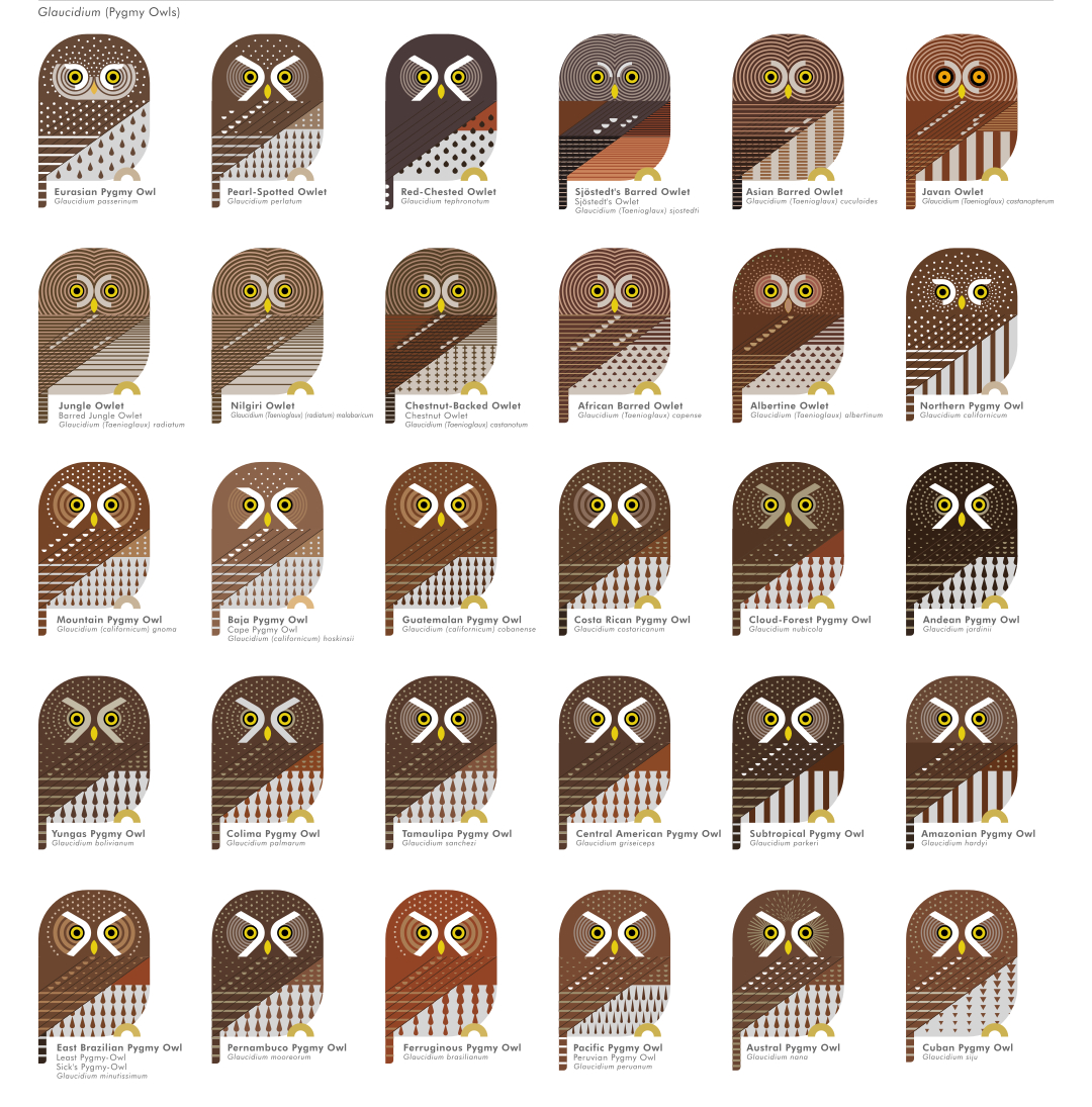 scott partridge - ave - avian vector encyclopedia - pygmy owls strigidae strigiformes