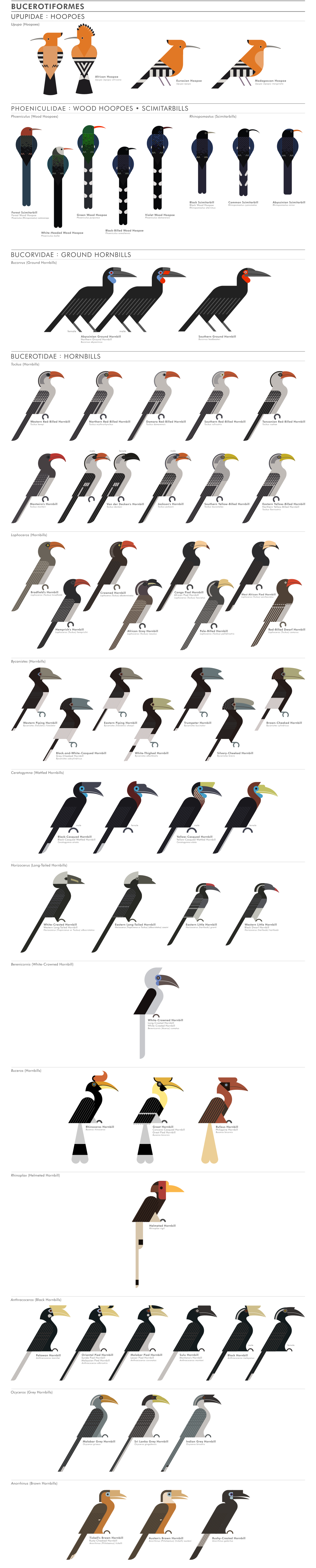scott partridge - ave - avian vector encyclopedia - woodhoopoes scimitarbills hornbills bucerotiformes