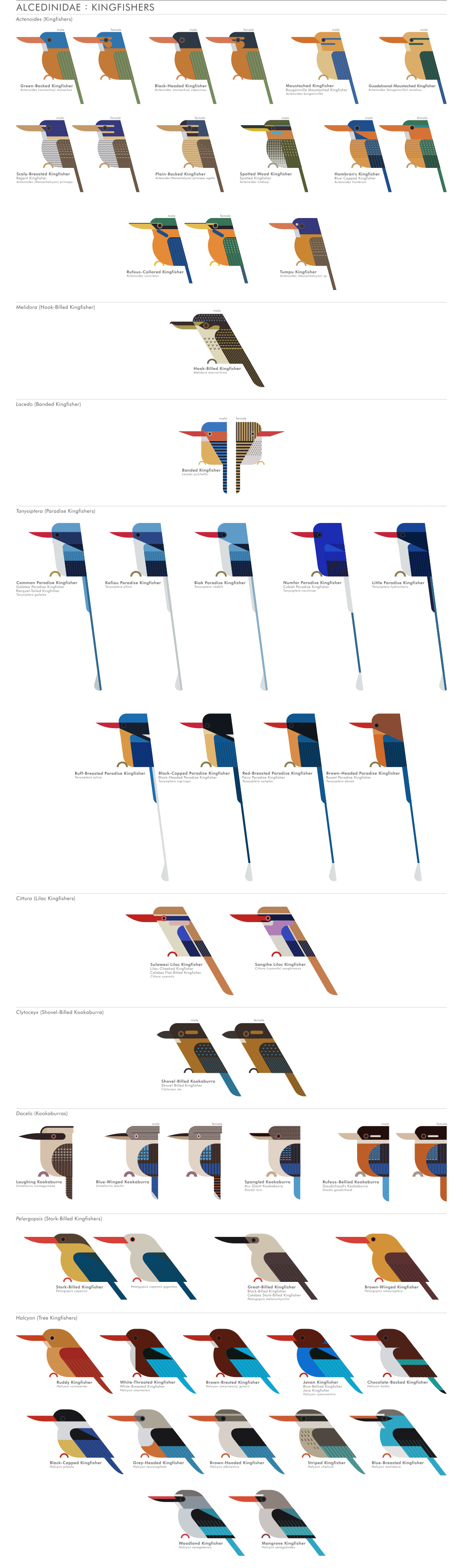 scott partridge - ave - avian vector encyclopedia - kingfishers alcedinidae CORACIIFORMES- bird vector art