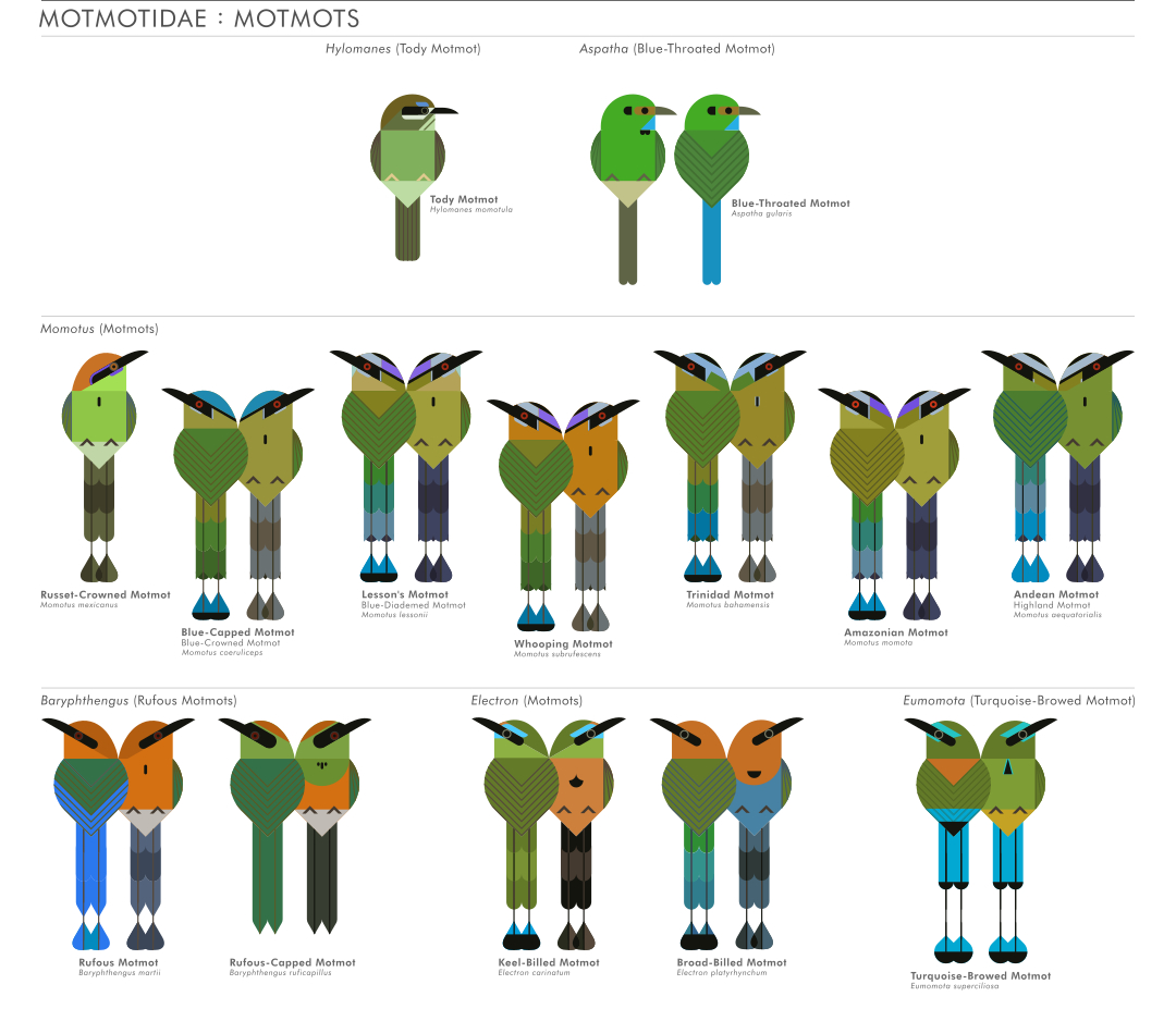 scott partridge - ave - avian vector encyclopedia - motmots motmotidae CORACIIFORMES- bird vector art