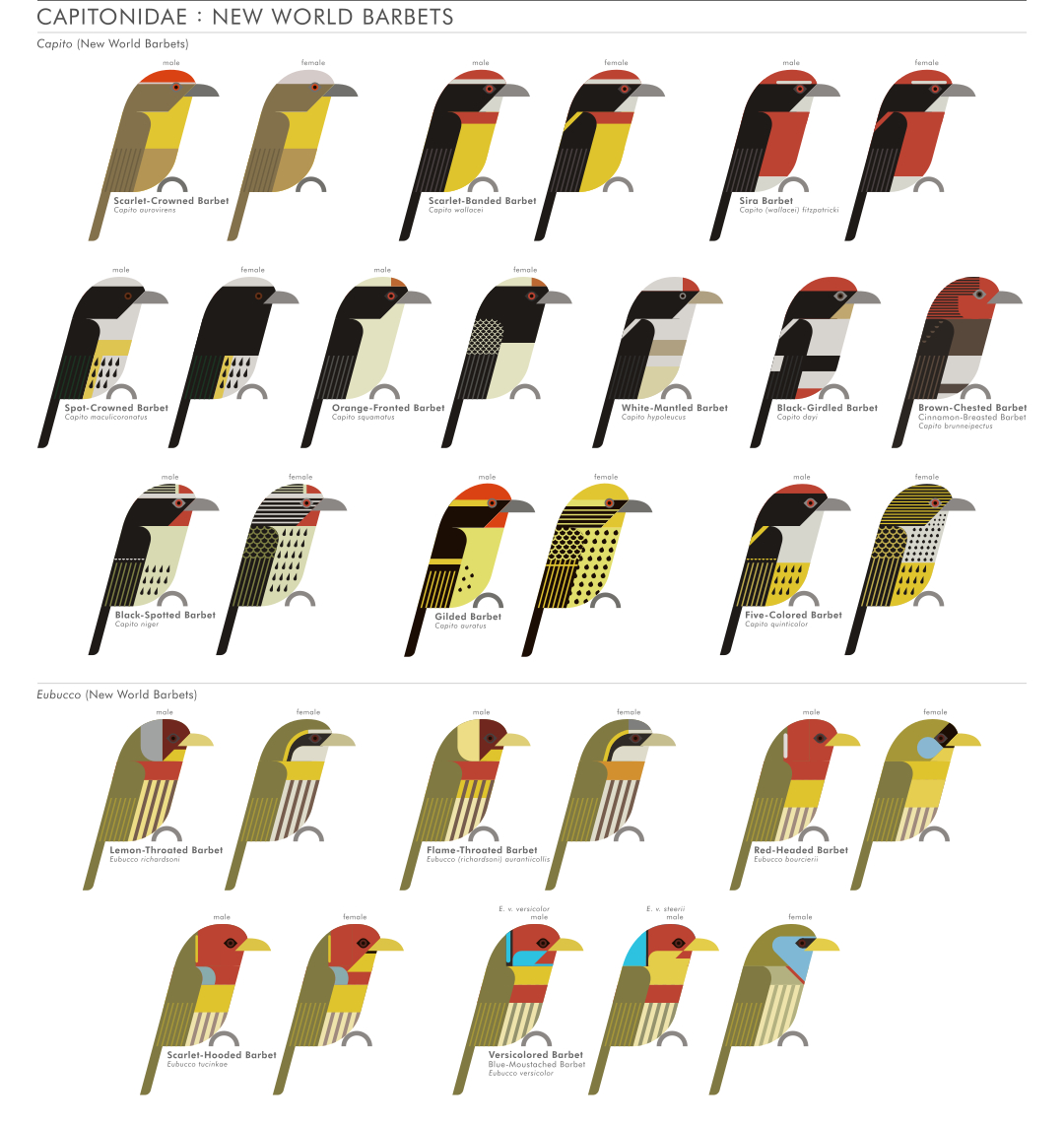 scott partridge - ave - avian vector encyclopedia - new world barbets Lybiidae piciformes - vector bird art