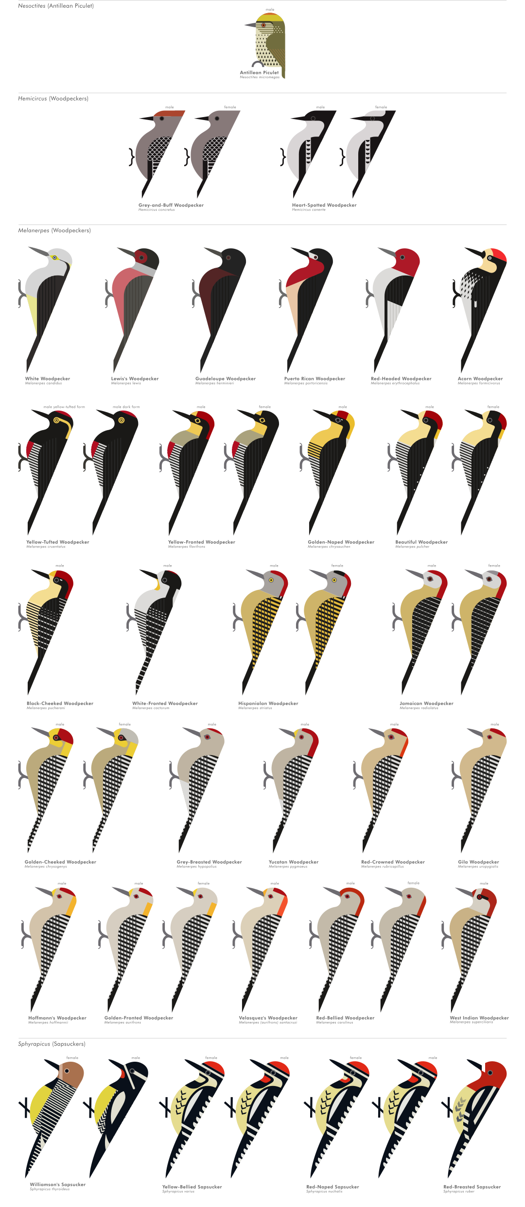 scott partridge - ave - avian vector encyclopedia - woodpeckers - piciformes - vector bird art