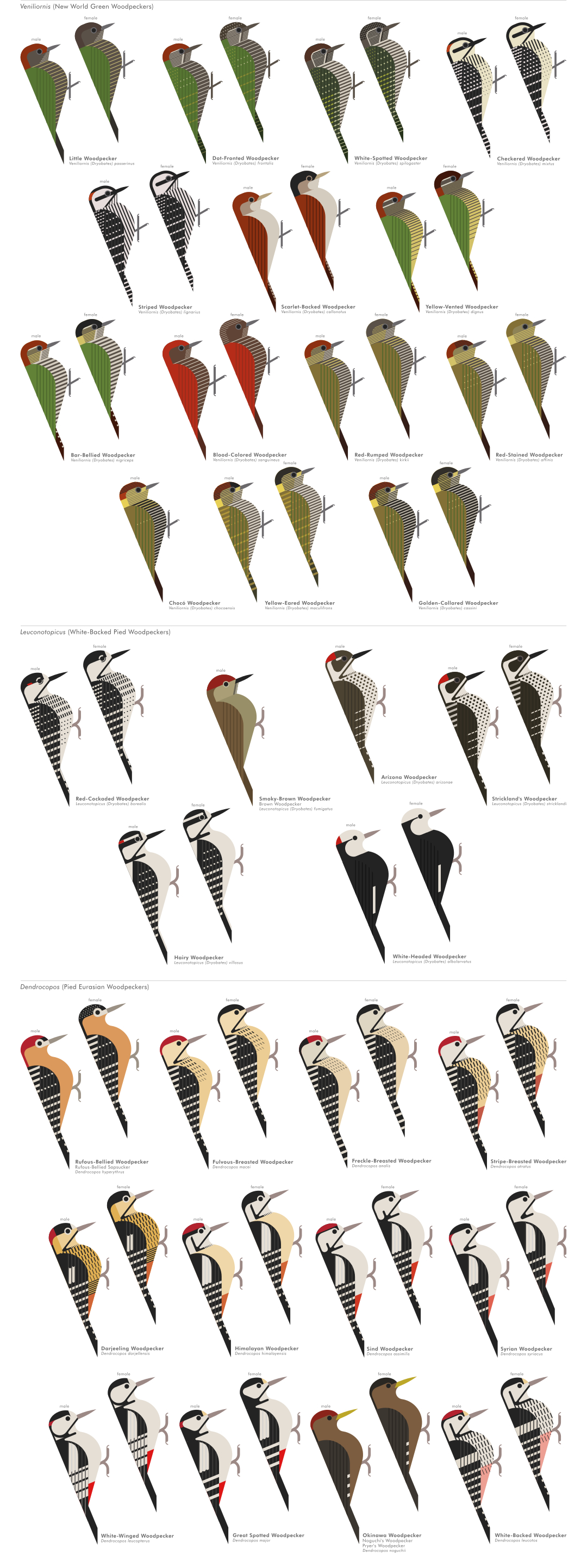 scott partridge - ave - avian vector encyclopedia - woodpeckers - piciformes - vector bird art