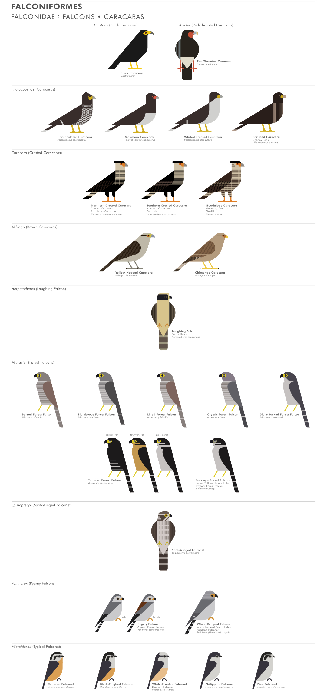 scott partridge - ave - avian vector encyclopedia - falcons - vector bird art