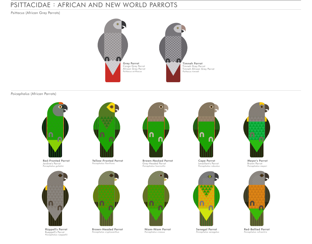 scott partridge - ave - avian vector encyclopedia - parrots - vector bird art