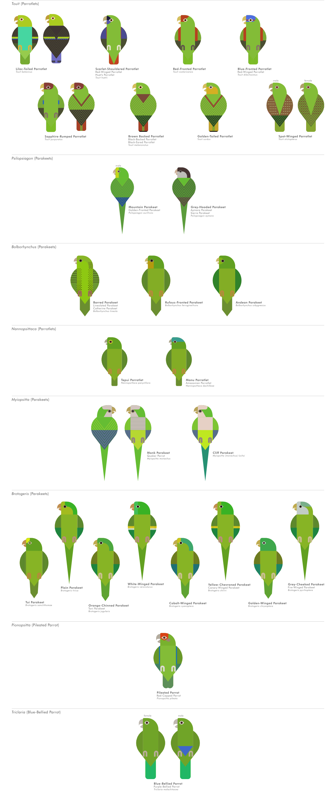 scott partridge - ave - avian vector encyclopedia - parrots - vector bird art