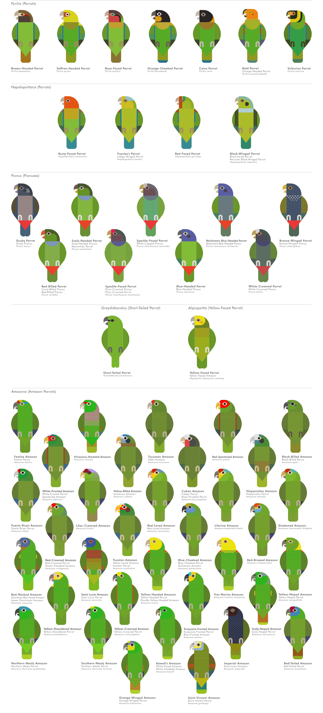 scott partridge - ave - avian vector encyclopedia - parrots - vector bird art