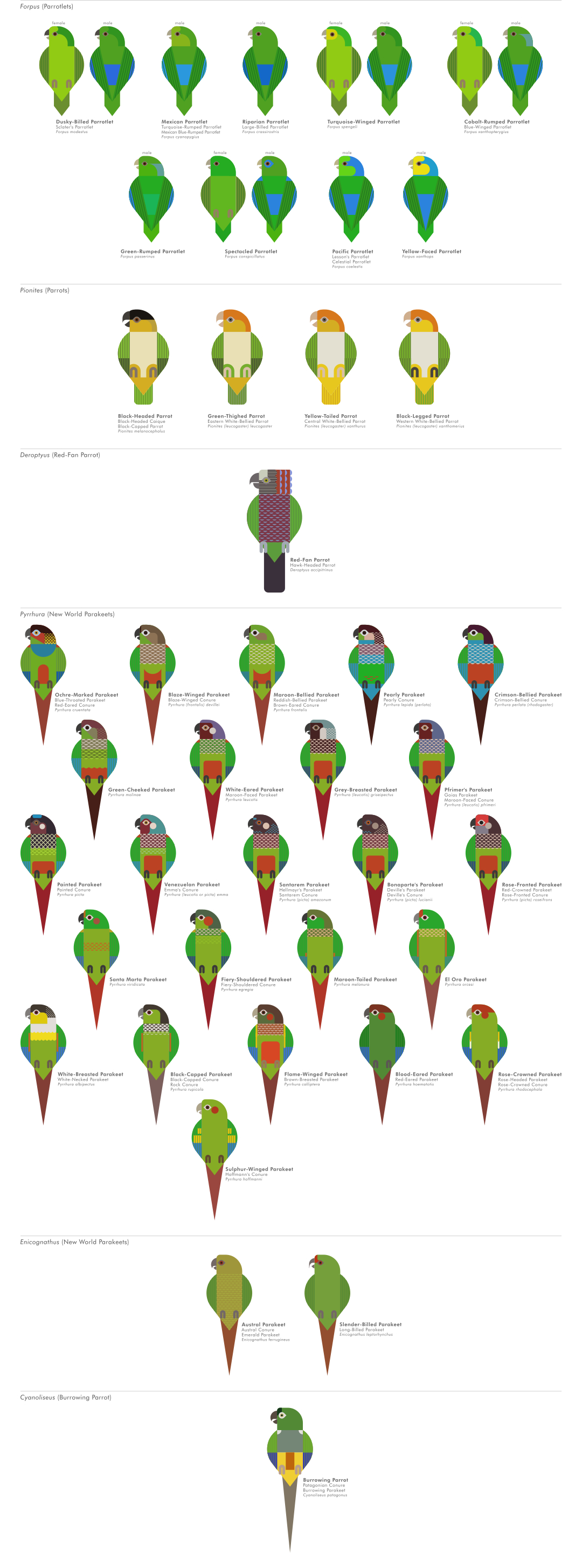 scott partridge - ave - avian vector encyclopedia - parrots - vector bird art