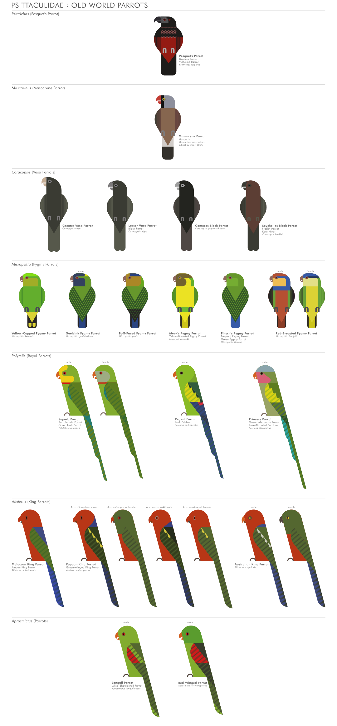 scott partridge - ave - avian vector encyclopedia - parrots - vector bird art