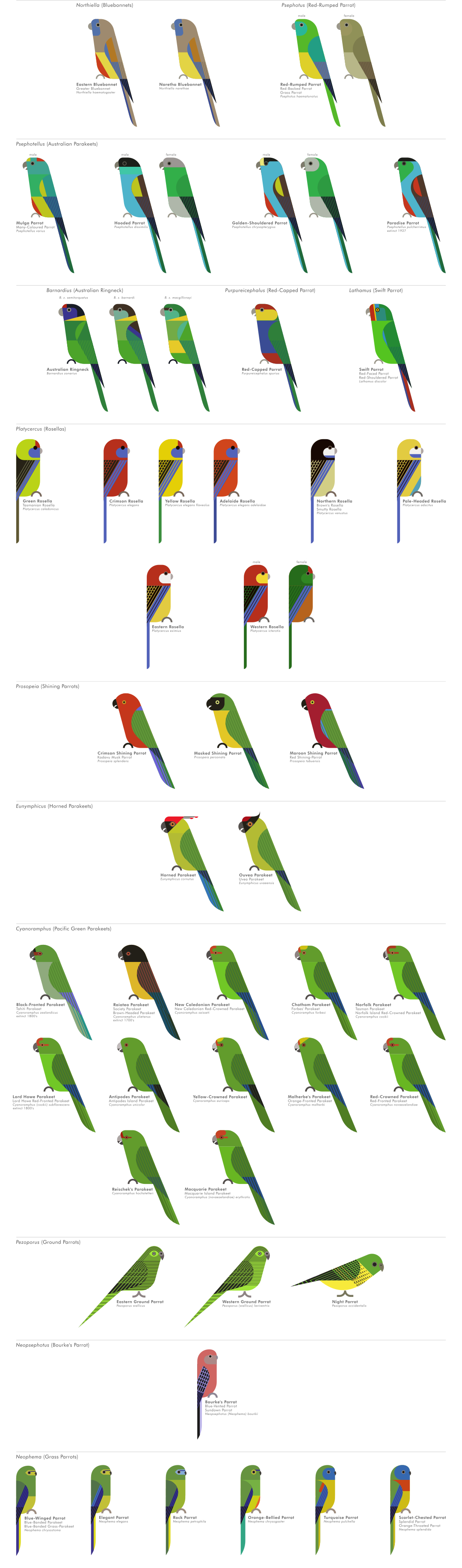 scott partridge - ave - avian vector encyclopedia - parrots - vector bird art