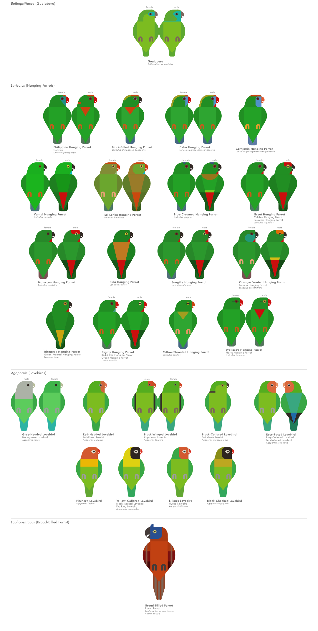 scott partridge - ave - avian vector encyclopedia - parrots - vector bird art