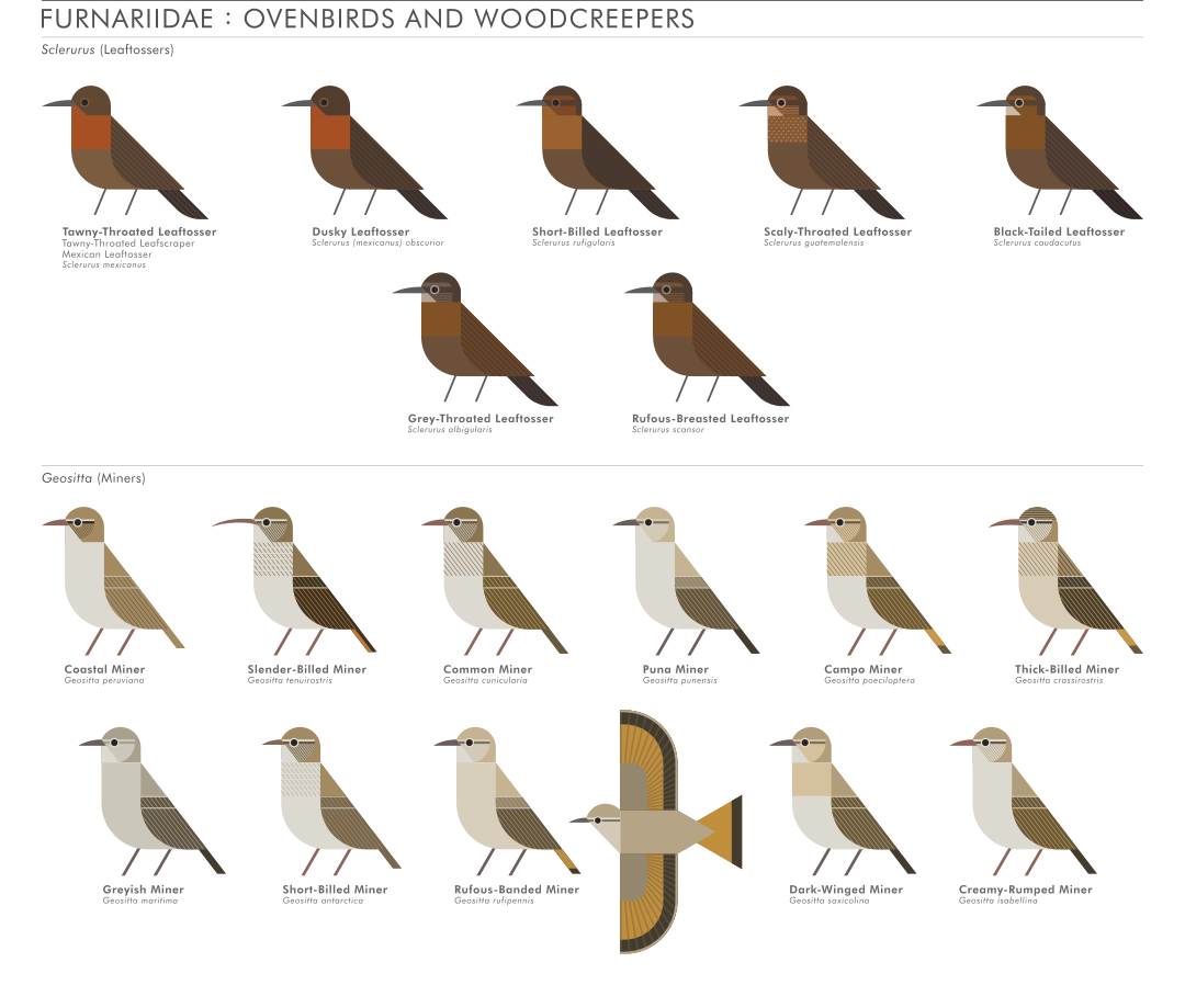 scott partridge - AVE - avian vector encyclopedia - furnariidae - bird vector art