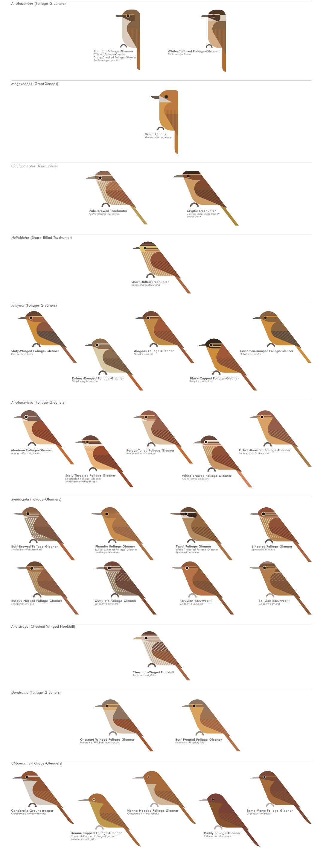 scott partridge - AVE - avian vector encyclopedia - furnariidae - bird vector art