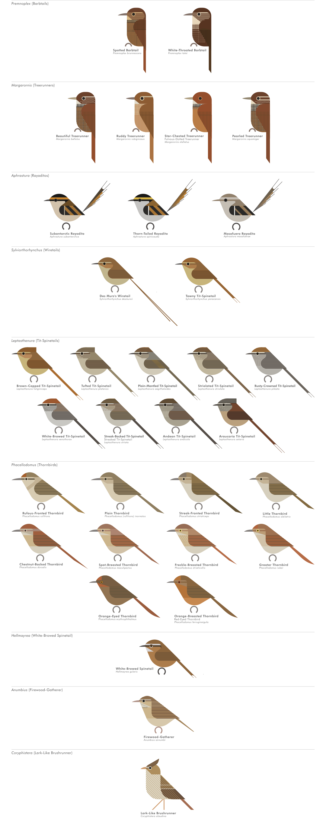scott partridge - AVE - avian vector encyclopedia - furnariidae - bird vector art