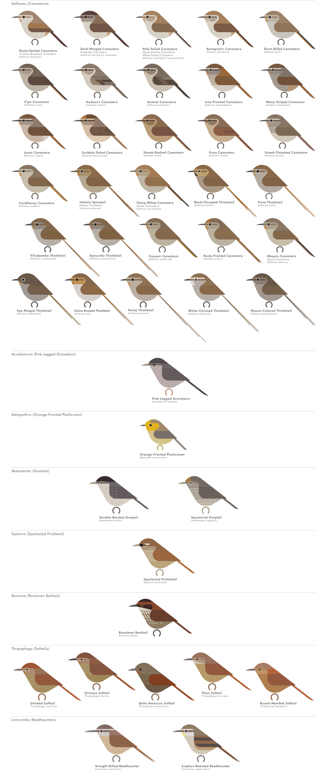 scott partridge - AVE - avian vector encyclopedia - furnariidae - bird vector art