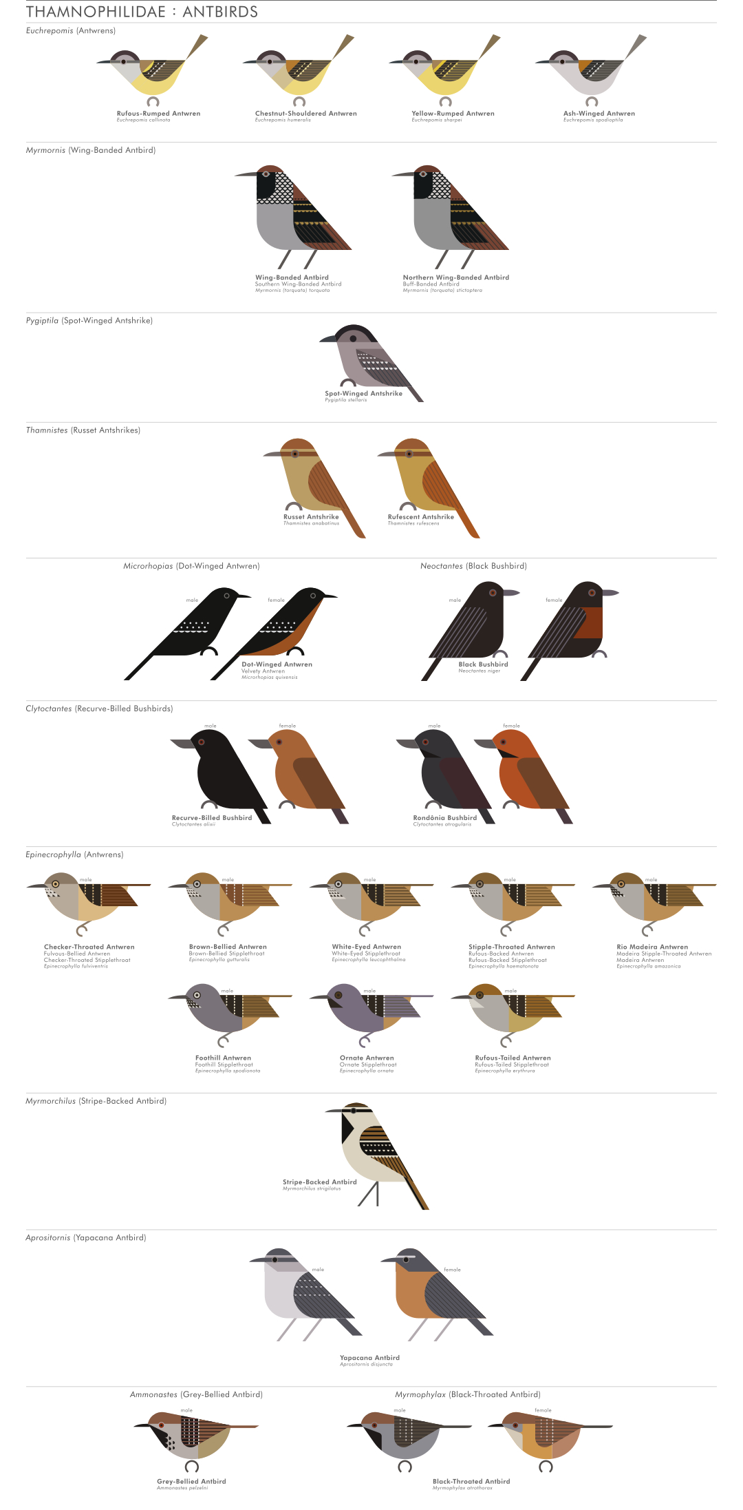 scott partridge - AVE - avian vector encyclopedia - antbirds - bird vector art