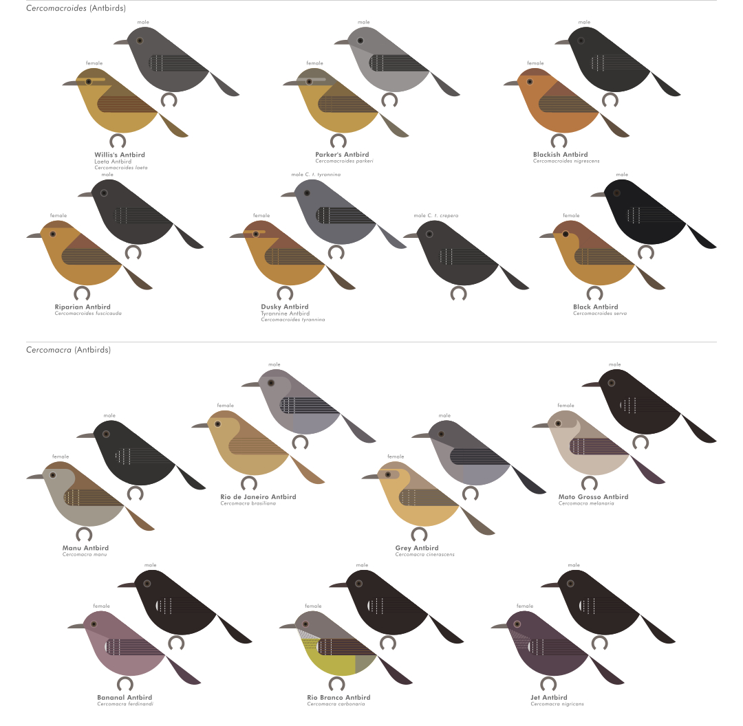 scott partridge - AVE - avian vector encyclopedia - antbirds - bird vector art