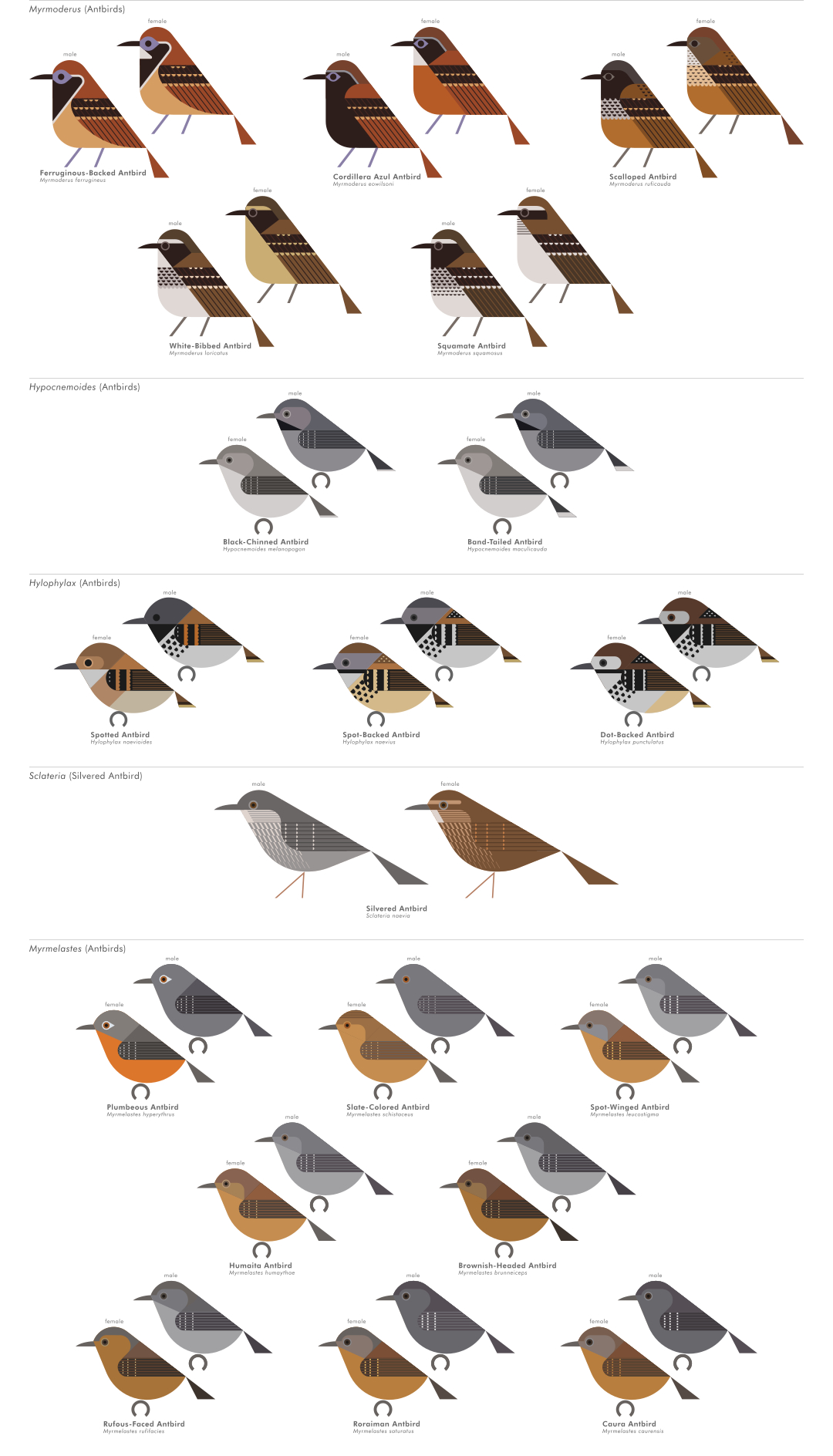 scott partridge - AVE - avian vector encyclopedia - antbirds - bird vector art
