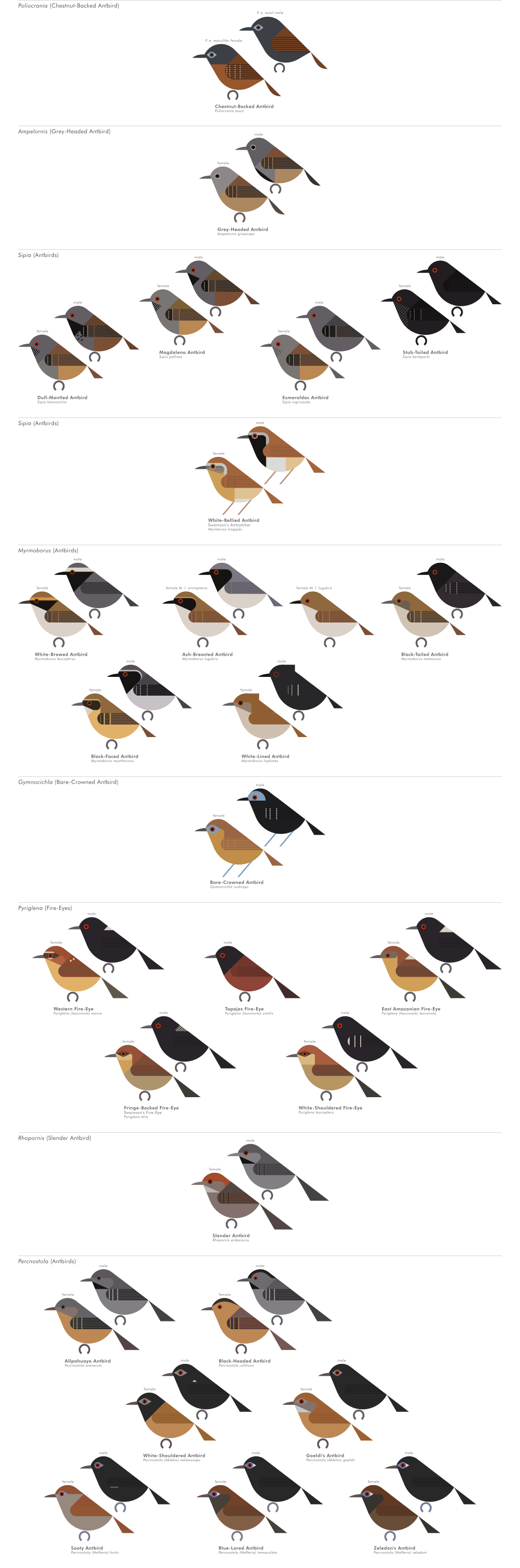 scott partridge - AVE - avian vector encyclopedia - antbirds - bird vector art