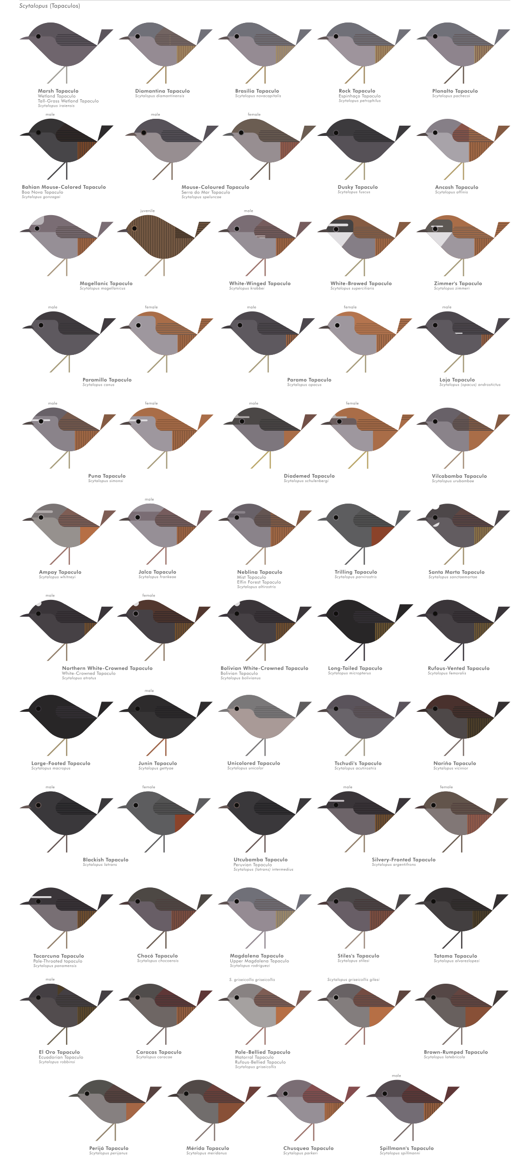 scott partridge - AVE - avian vector encyclopedia - tapaculos - bird vector art
