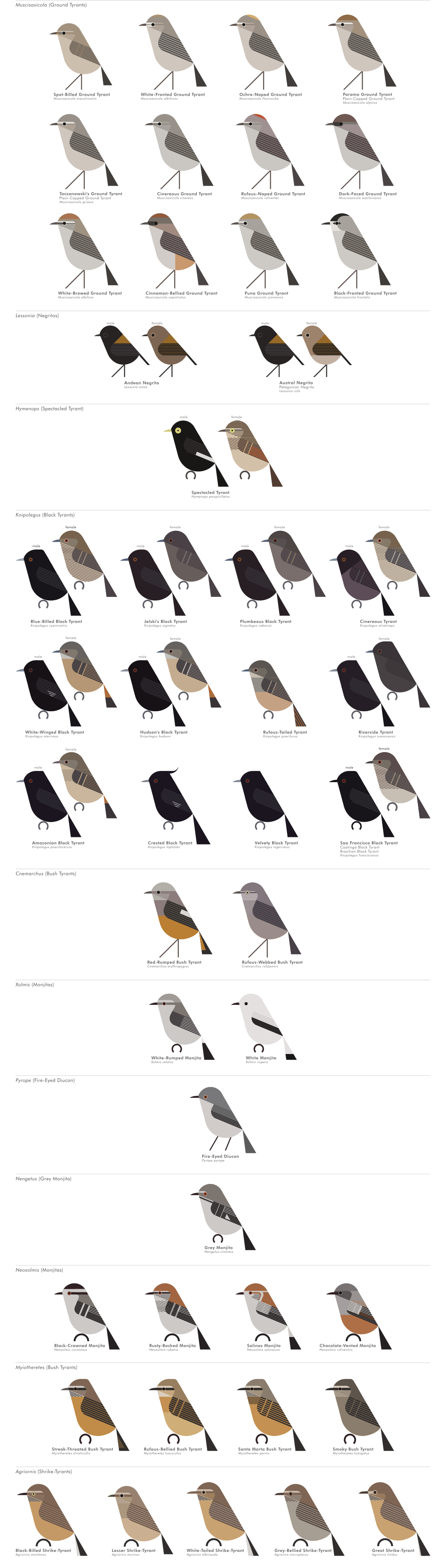 scott partridge - AVE - avian vector encyclopedia - new world flycatchers - bird vector art