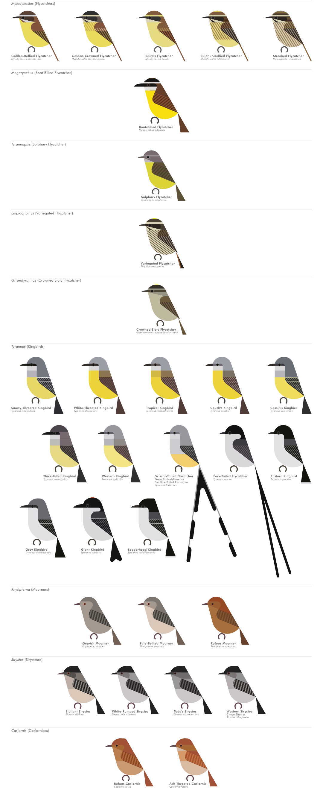 scott partridge - AVE - avian vector encyclopedia - new world flycatchers - bird vector art