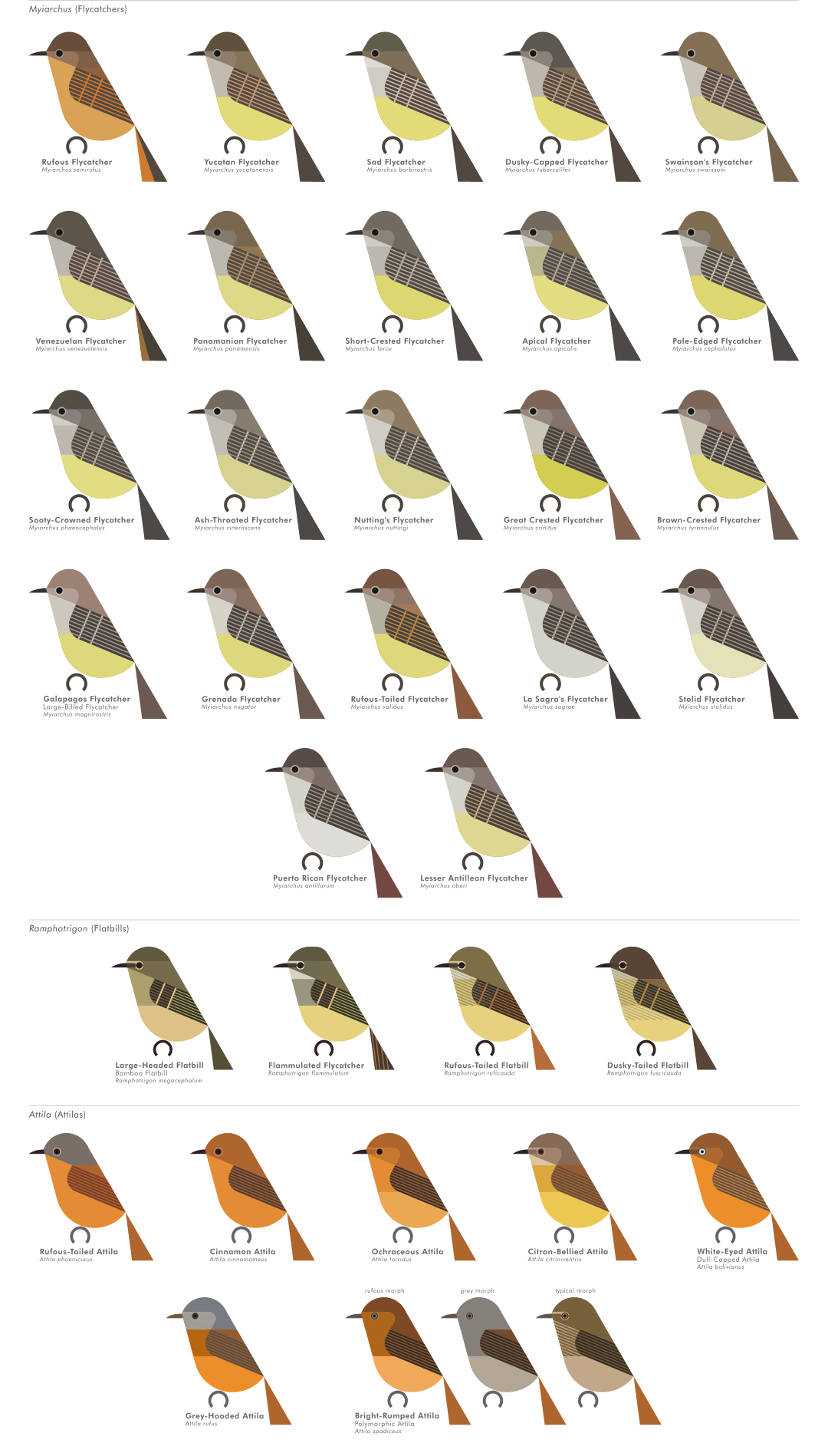 scott partridge - AVE - avian vector encyclopedia - new world flycatchers - bird vector art