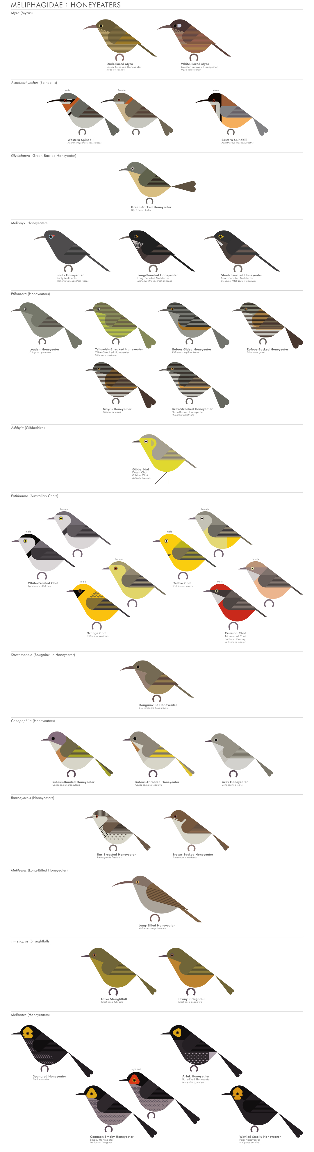 scott partridge - AVE - avian vector encyclopedia - honeyeaters - bird vector art