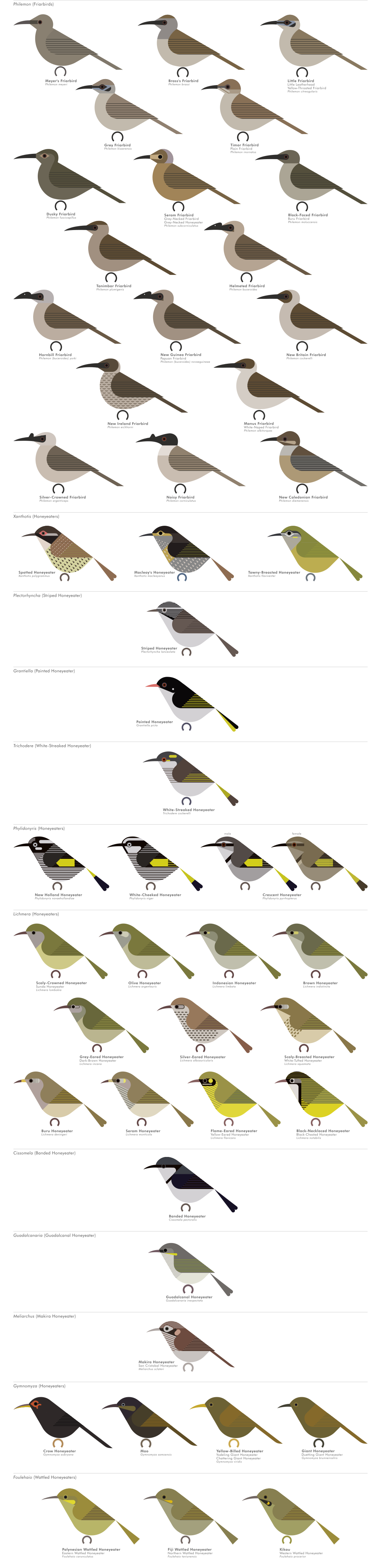 scott partridge - AVE - avian vector encyclopedia - honeyeaters - bird vector art
